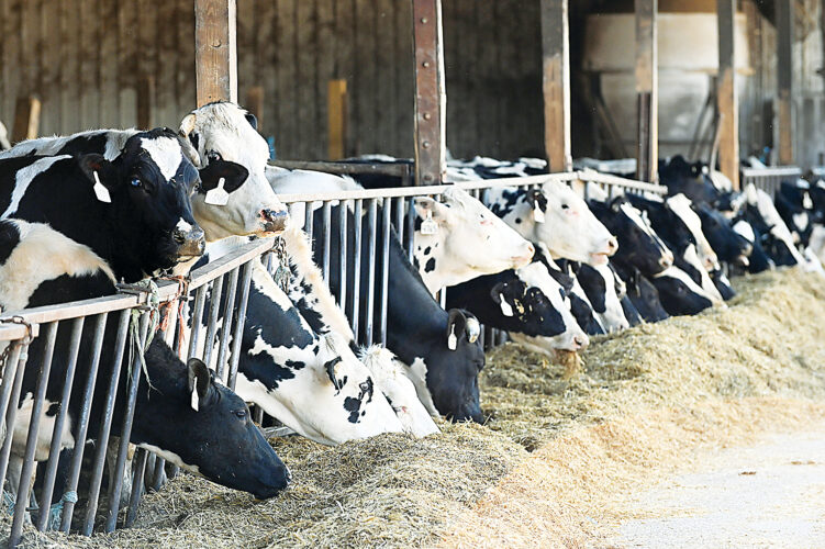 Efficiency key to dairy farms News, Sports, Jobs Altoona Mirror